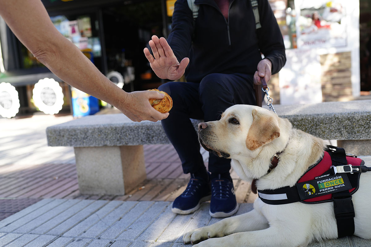 Alguien ofrece comida a un perro guía y se ve la mano del dueño con la posición de 