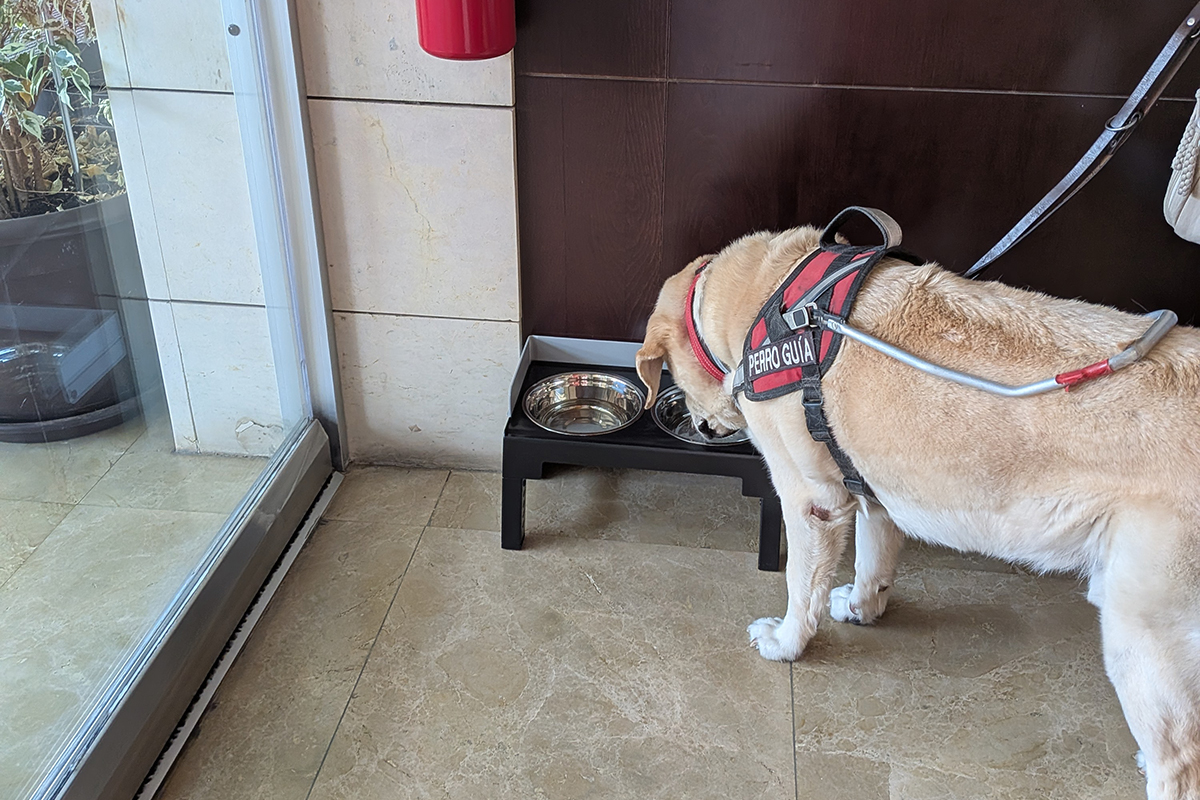 Un perro guía haciendo uso de los bebederos instalados en la Delegación de la ONCE de Castilla-La Mancha