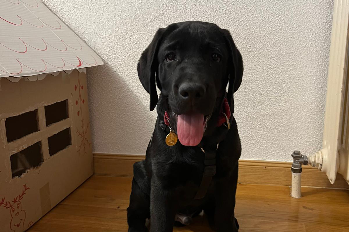 Zadar, futuro perro guía
