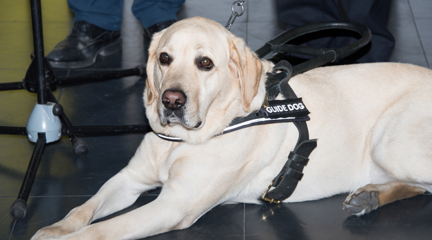 perro_guia.jpg