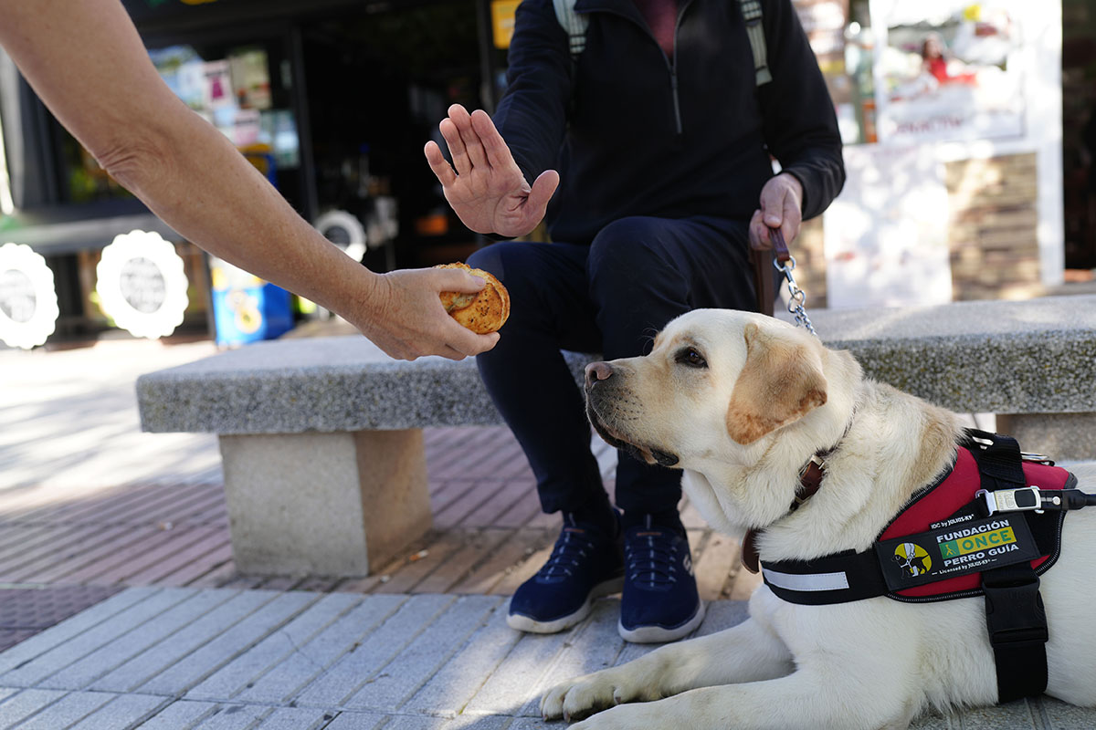 Alguien ofrece comida a un perro guía y se ve la mano del dueño con la posición de