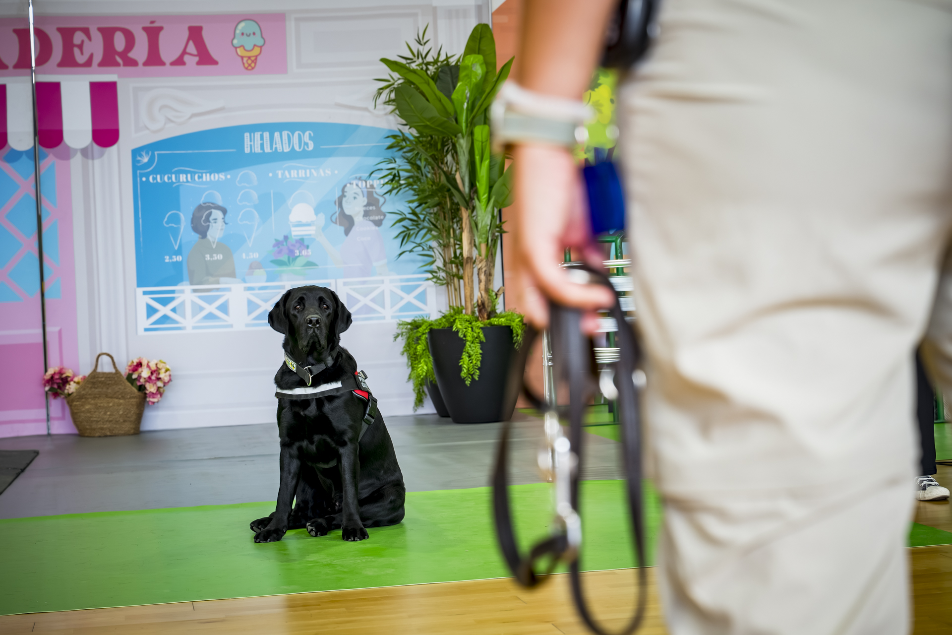 Konan, uno de los perros guía en la exhibición